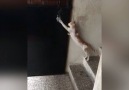 The Most Polite Cat Knocks On Our Door For Food