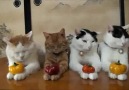 The Most Well Trained Cats Ever