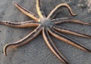 The nine-armed sea star (Luidia senegalensis)