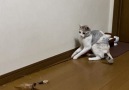 The Pet Collective - Cat Plays with Toy by Itself