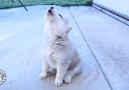 The Pet Collective - Dogs and Puppies Get Their Howl On Facebook
