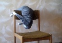 The Pet Collective - Energetic Kitty Attacks Chair Facebook