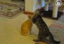 The Pet Collective - Kitten Plays With Statue Facebook