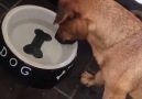 The poor little guy just wants the bone at the bottom of his bowl