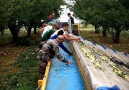 The Process Of Harvesting Mirabelle Plums Is Fascinating!Credit Centre Alpa