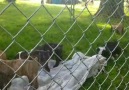 The puppies got outside today! ONLY 1... - Wisconsin American Bulldogs