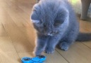 The purrfect cat toy.