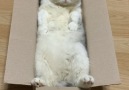 The purrfect size box for me.