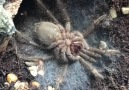 Theraphosa Stirmi Time-Lapse Molting.