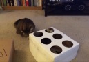The REAL Kitten Whack A Mole...No Humans Needed!