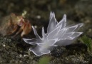 There is more than meets the eye with the worlds prettiest sea slug.