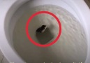 Theres a SNAKE in the toilet