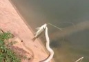 The right way to fish a snake in China.