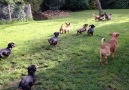 The sausages hear someone dare to go near their borders.....