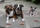 The sausage thief! Wait for it...