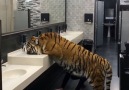 These animals are all that and in the kitchen sink.