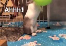 These animals are so hangry!!