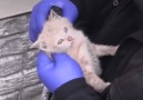 These baby animals all got help at just the right time