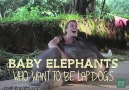 These Baby Elephants Think They're Lap Dogs