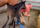 These baby horses are so RESTLESS!