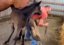 These baby horses are so RESTLESS!