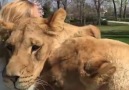 These big cats missed their mummy...