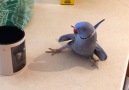 These birds are so hilarious Credit JukinVideo - storyful