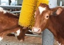 These brushes help dairy cows do their job.