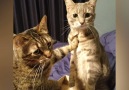 These cats are so funny