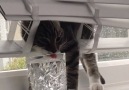 These cats will make you day! Credit JukinVideo - Doing Things Media