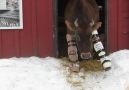 These (Cow) Boots Were Made For Walking