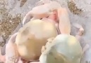 These crabs are inseparable
