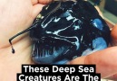 These Deep Sea Creatures Are The Stuff Of Nightmares