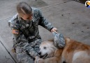 These dogs are reuniting with their soldier moms and dads Happy Veterans Day!