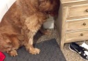 These dogs know exactly how to hide their guilty acts