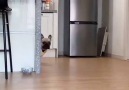 These dogs look very funny in those costumes.