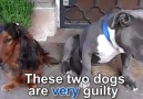 These dogs look very guilty