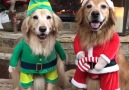 These good boys are all ready for Christmas