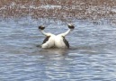 These hooded grebes were spotted performing an unusual courtship ritual.