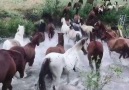 These Horses Are Beautiful