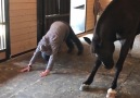 These horses love to horse around!
