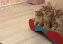 These kittens are not impressed