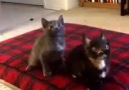 These kittens got moves )
