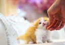 These kittens will completely melt your heart! Join our group Happy Cats