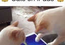 These kitties are using their iPawz to play on iPads...