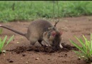 These Landmine-Sniffing Rats Save 5000 Lives Every Year