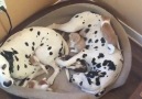 These lovely Dalmatian foster parents will melt your heart