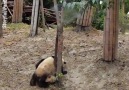 These pandas got one hell of a fright...