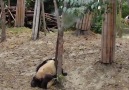 These pandas got the shock of their lives... Wait for it