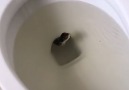 These people found a GIANT SNAKE IN THE TOILET That is your worst nightmare.